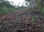O estado no que queda un monte trala tala de eucaliptos_foto de Ar Ceive, en&nbsp;Facebook