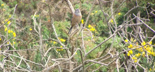 O noso veciño 'escribenta', un dos moitos habitantes do Monte Pituco-Pornedo