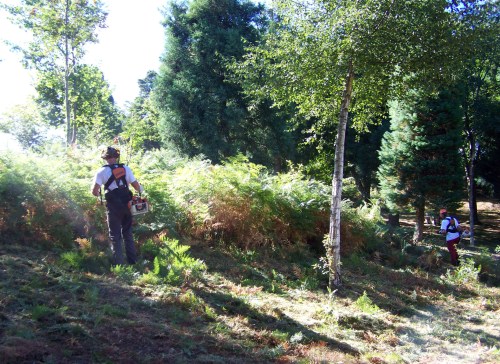 Tarefas de desbroce en Cotorredondo a carón da lagoa de Castiñeiras