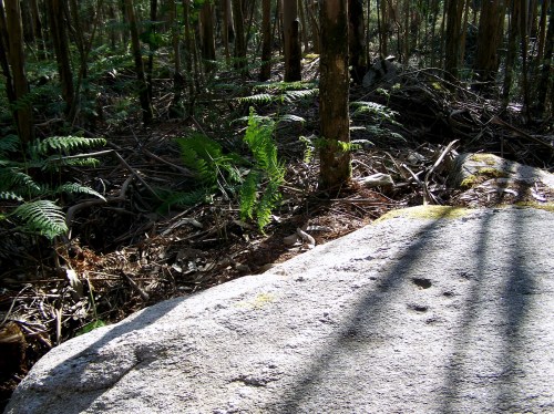Petroglifos da Carrasca, en San Xulián (Marín).