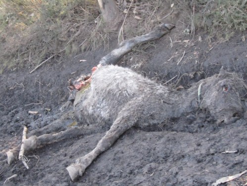 En febreiro de 2011: a imaxe da barbarie humana, cun pobre burro como vítima inocente de tanta crueldade.