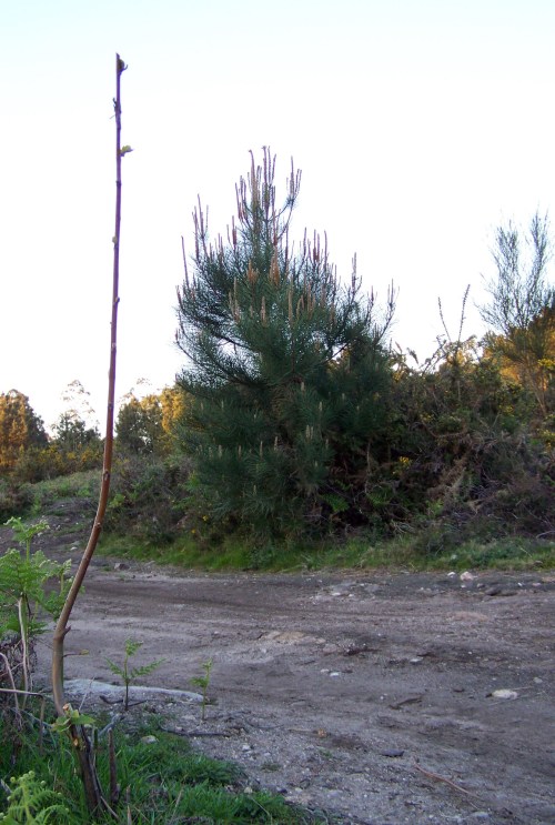 Castiñeiros e cerdeiras, especies forestais coas que se intenta rexenerar o Alto do Pornedo a pesar da circulación irregular dos vehículos motorizados.
