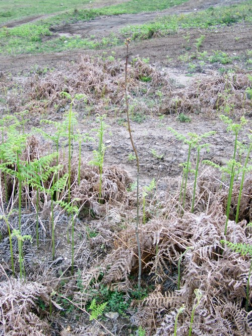 Castiñeiros e cerdeiras, especies forestais coas que se intenta rexenerar o Alto do Pornedo a pesar da circulación irregular dos vehículos motorizados.