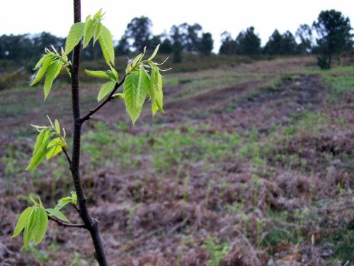 Cerdeiras e castiñeiros, especies forestais coas que se intentou repoboar o Alto do Pornedo, ocupado por un circuito irregular de motorismo.