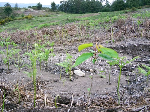 Cerdeiras e castiñeiros, especies forestais coas que se intentou repoboar o Alto do Pornedo, ocupado por un circuito irregular de motorismo.