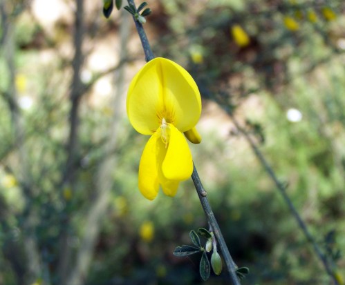 Maio florido, no Monte Pituco (Pornedo).