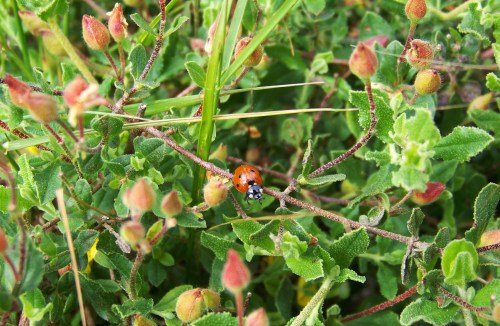 Voa, voa, xoaniña... no Monte Pornedo.