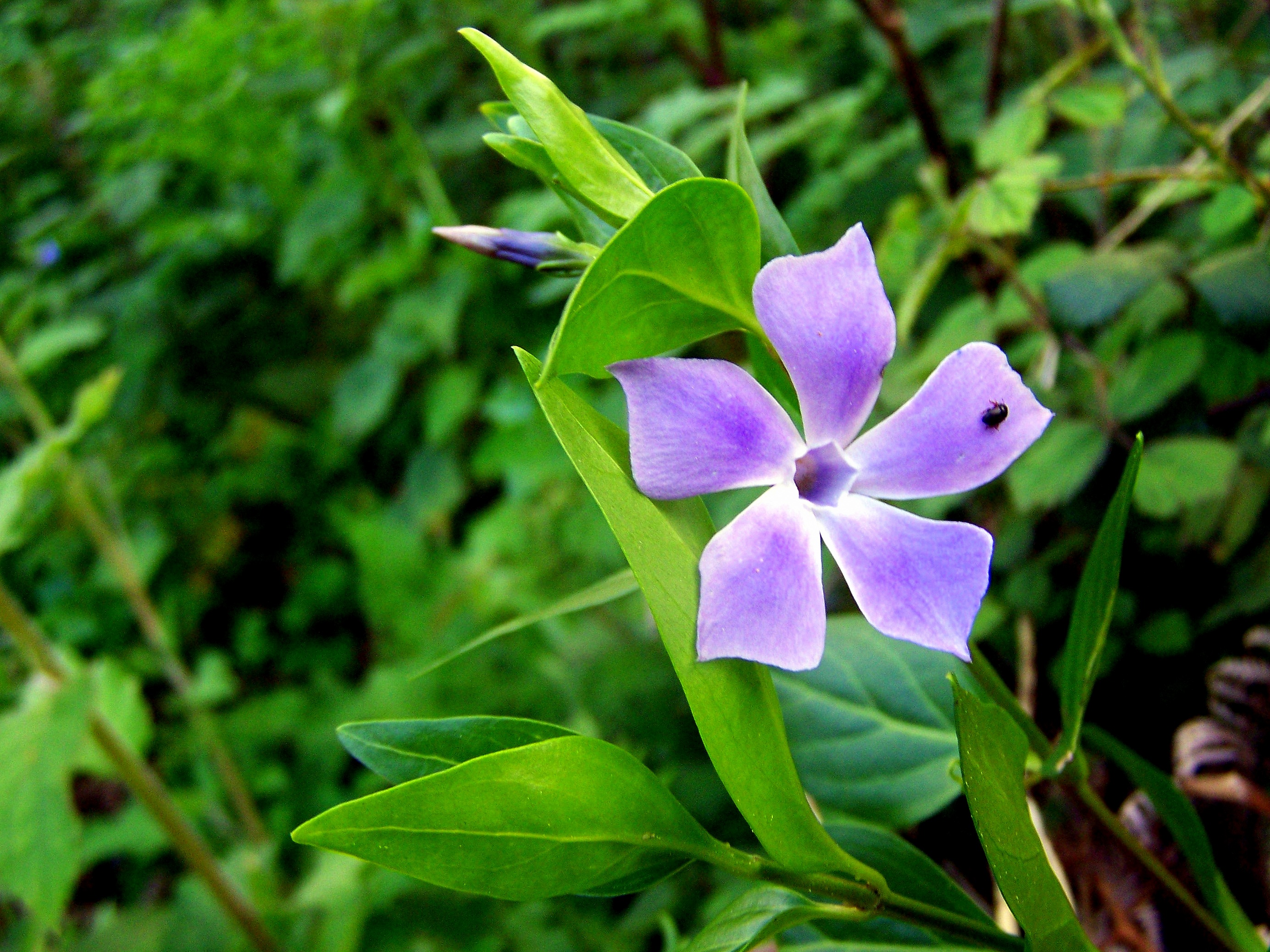 Vinca difformis ou cangroia, semprenoiva.
