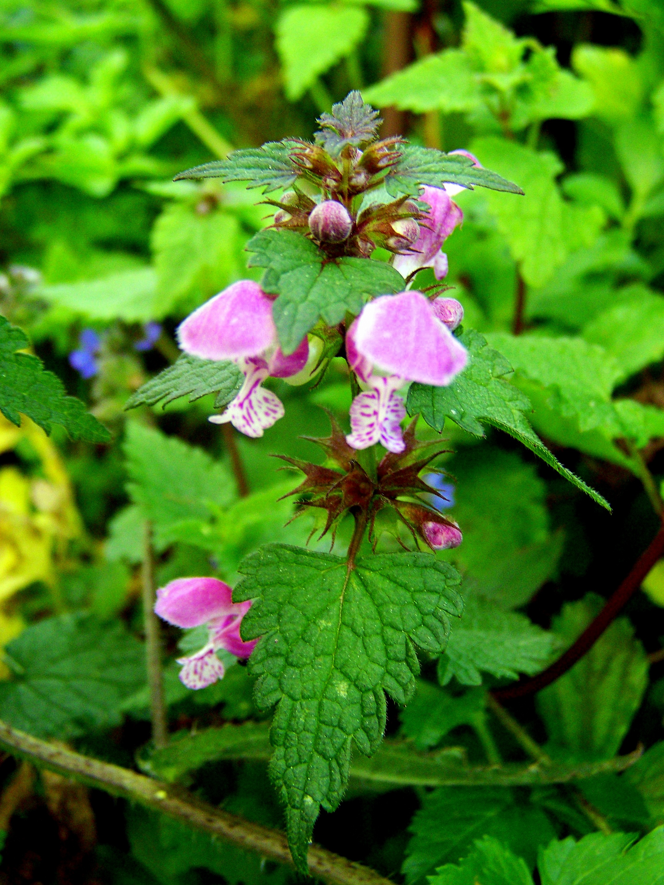 'Lamium maculatum', ou chuchamel, estruga morta.