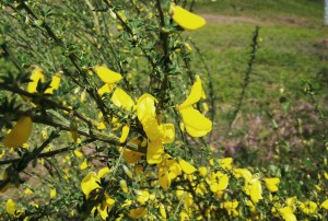 Cytisus striatus, xesta.
