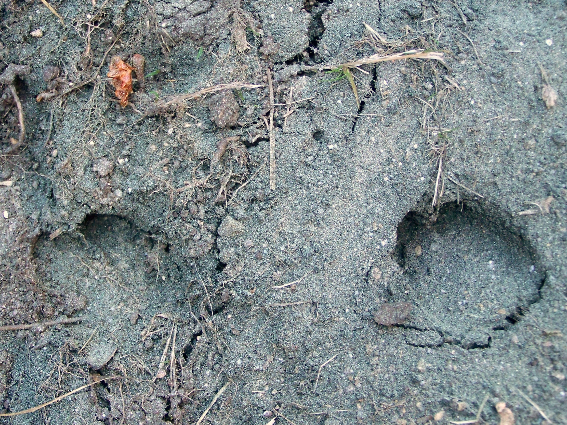 Pegadas de xabarín no Monte Pituco.