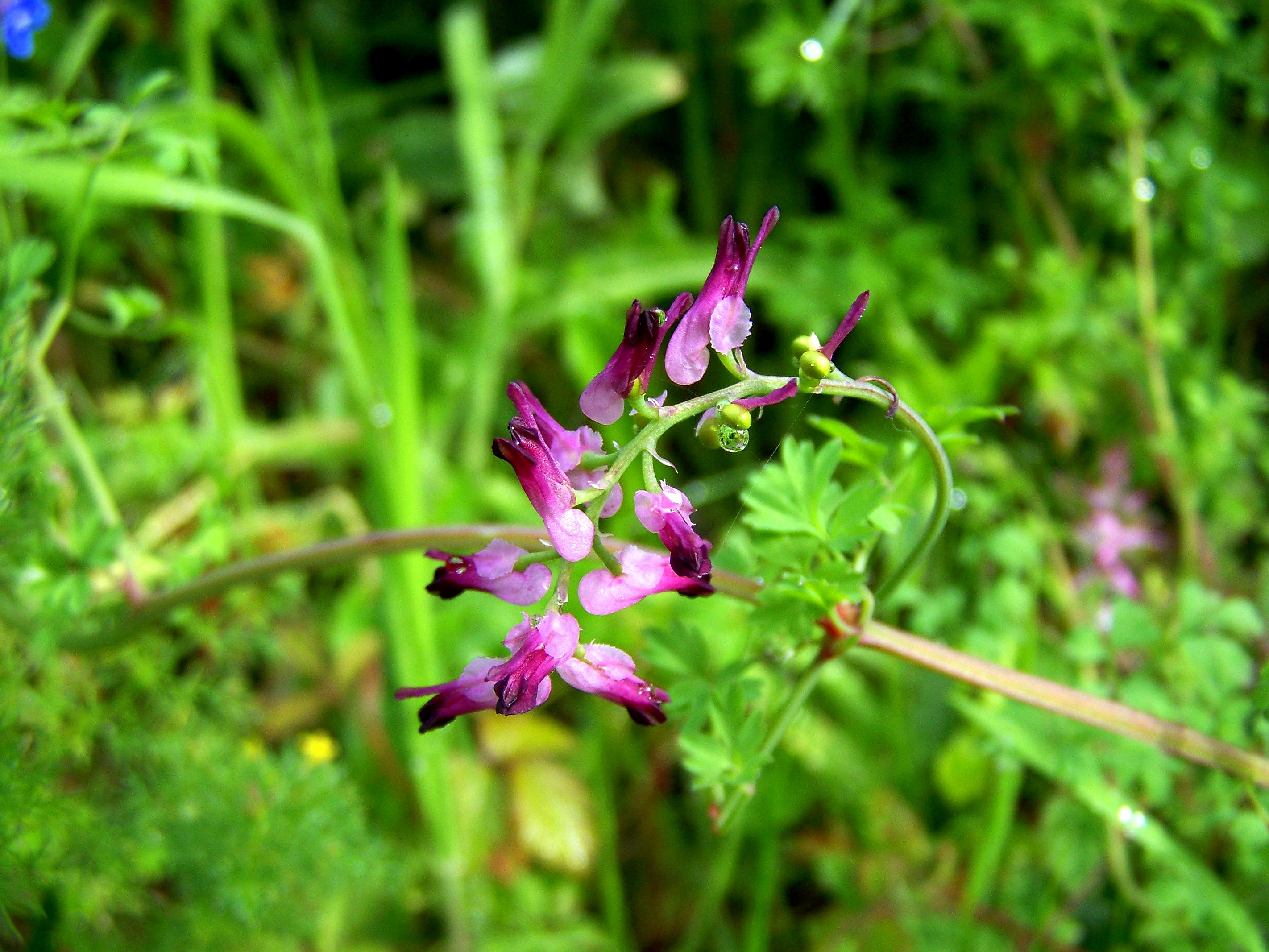 'Fumaria' ou matafogo, pé de galiña, herba dona ou pombiña.
