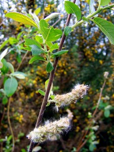 "Salix", salgueiro.