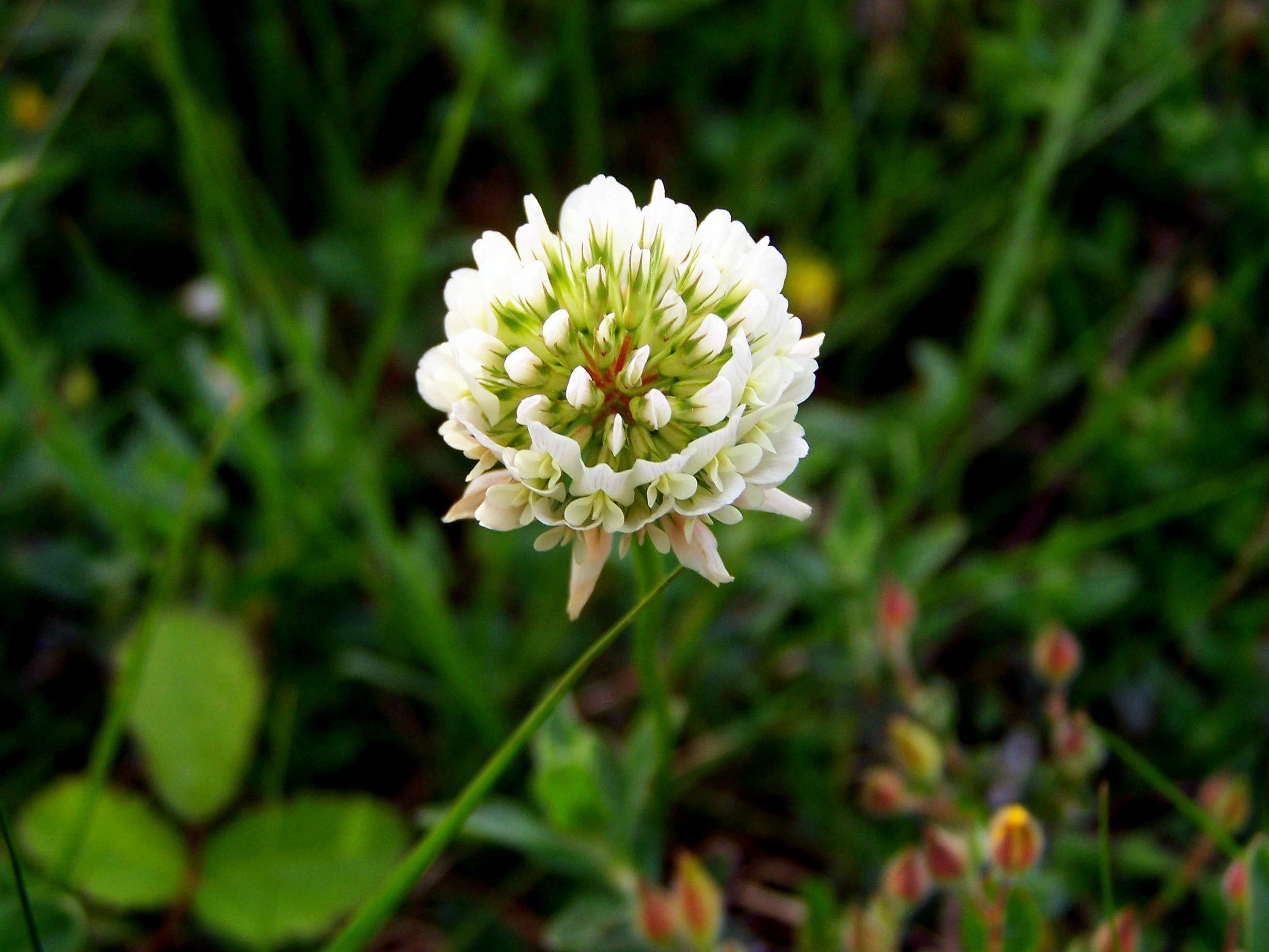 "Trifolium repens".
