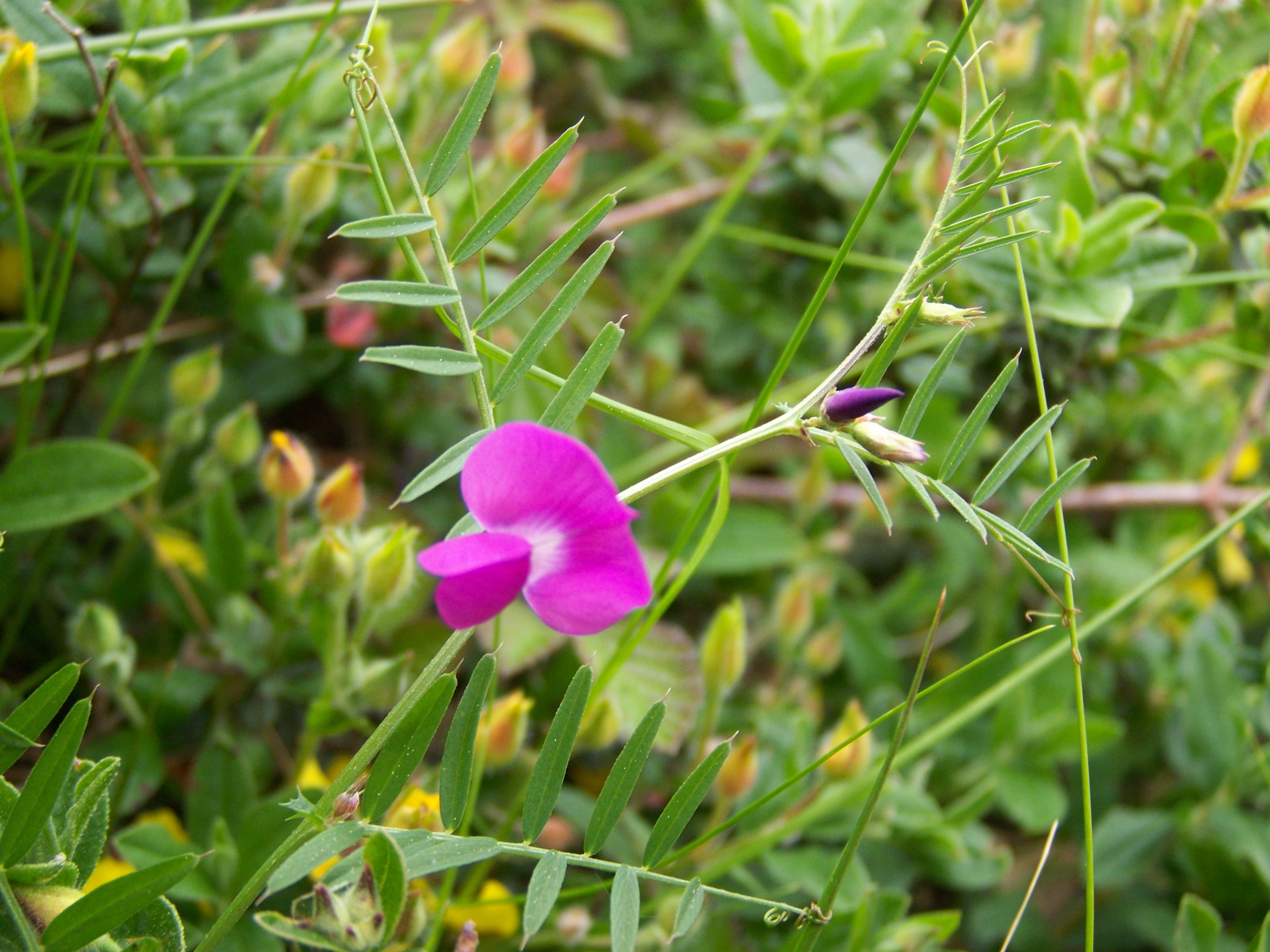 "Vicia angustifolia" ou herba da fame.