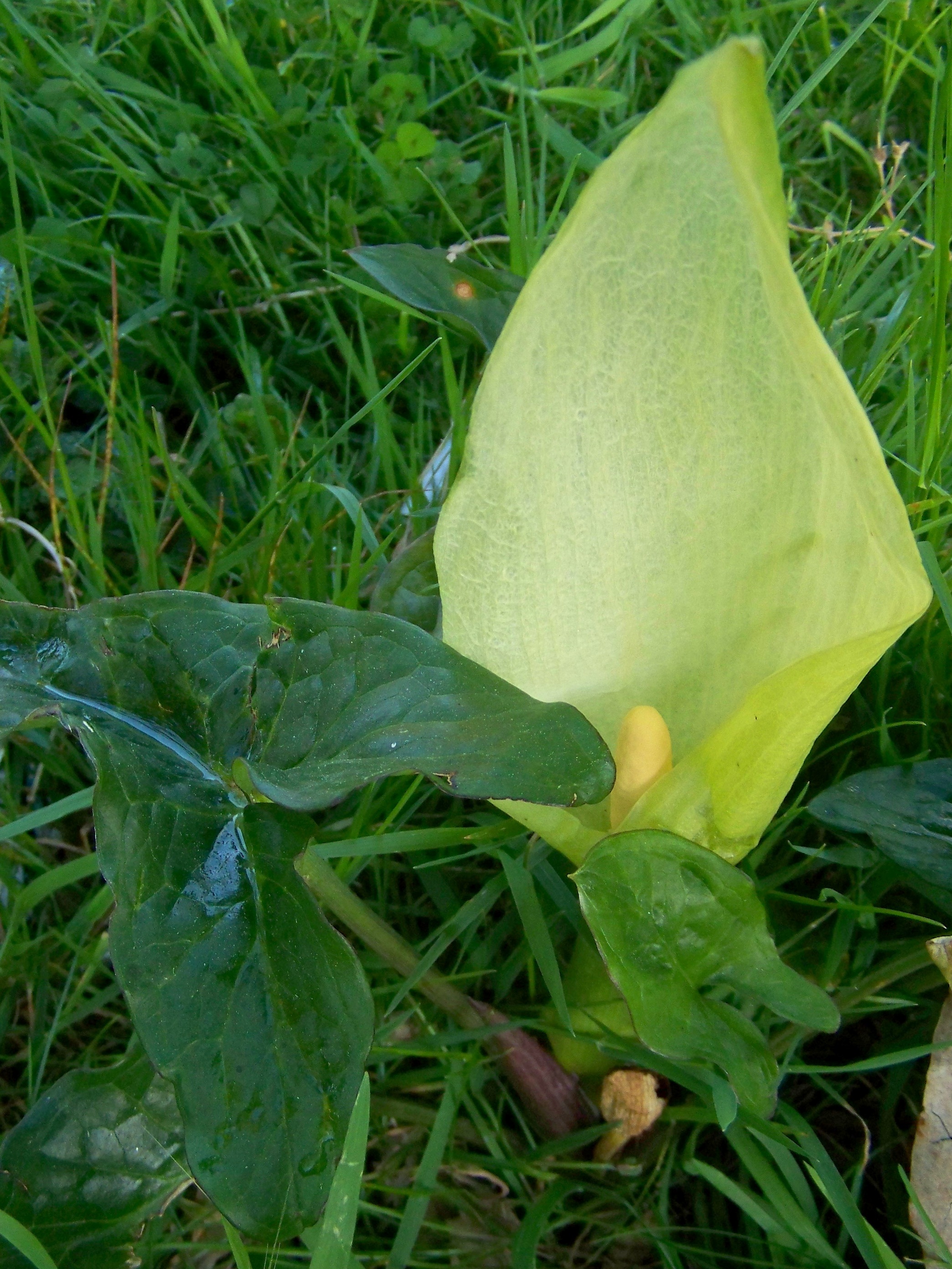 “Arum italicum”, coñecida como herba das anadas ou xaro.