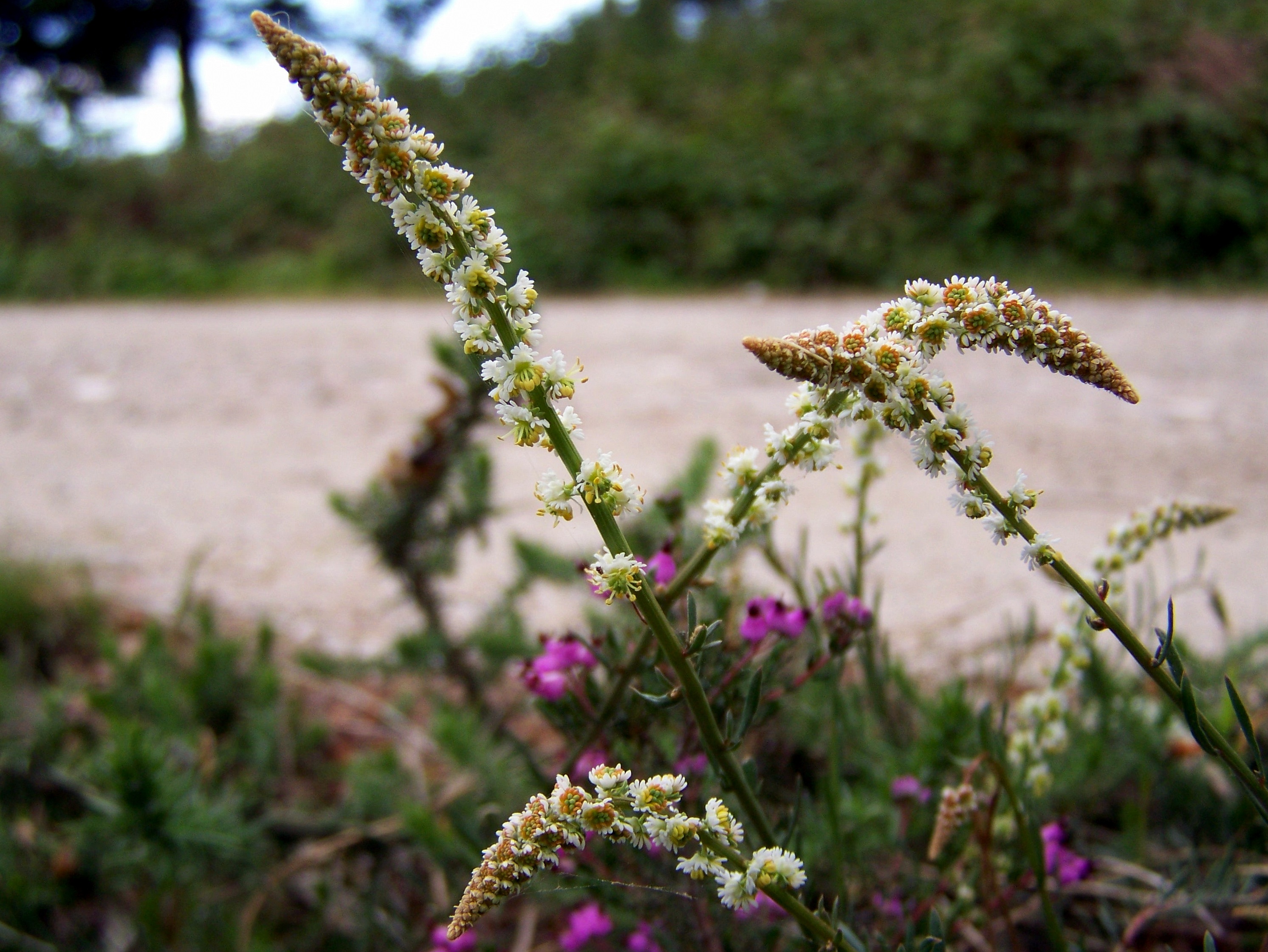 "Sesamoides suffruticosa".
