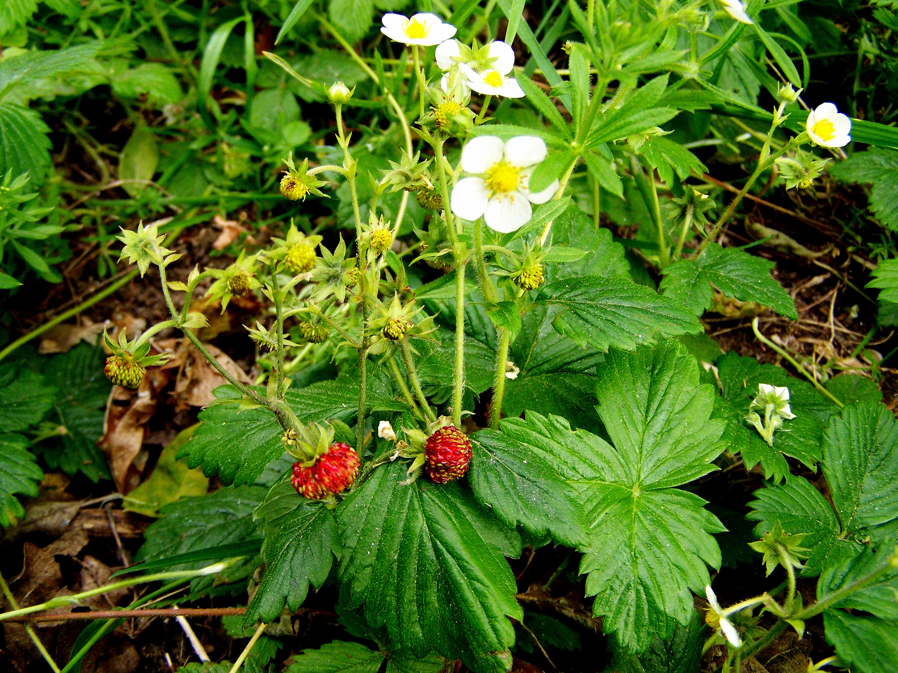 ‘Fragaria vesca’ ou amorilloteira, morateira, morangueira.