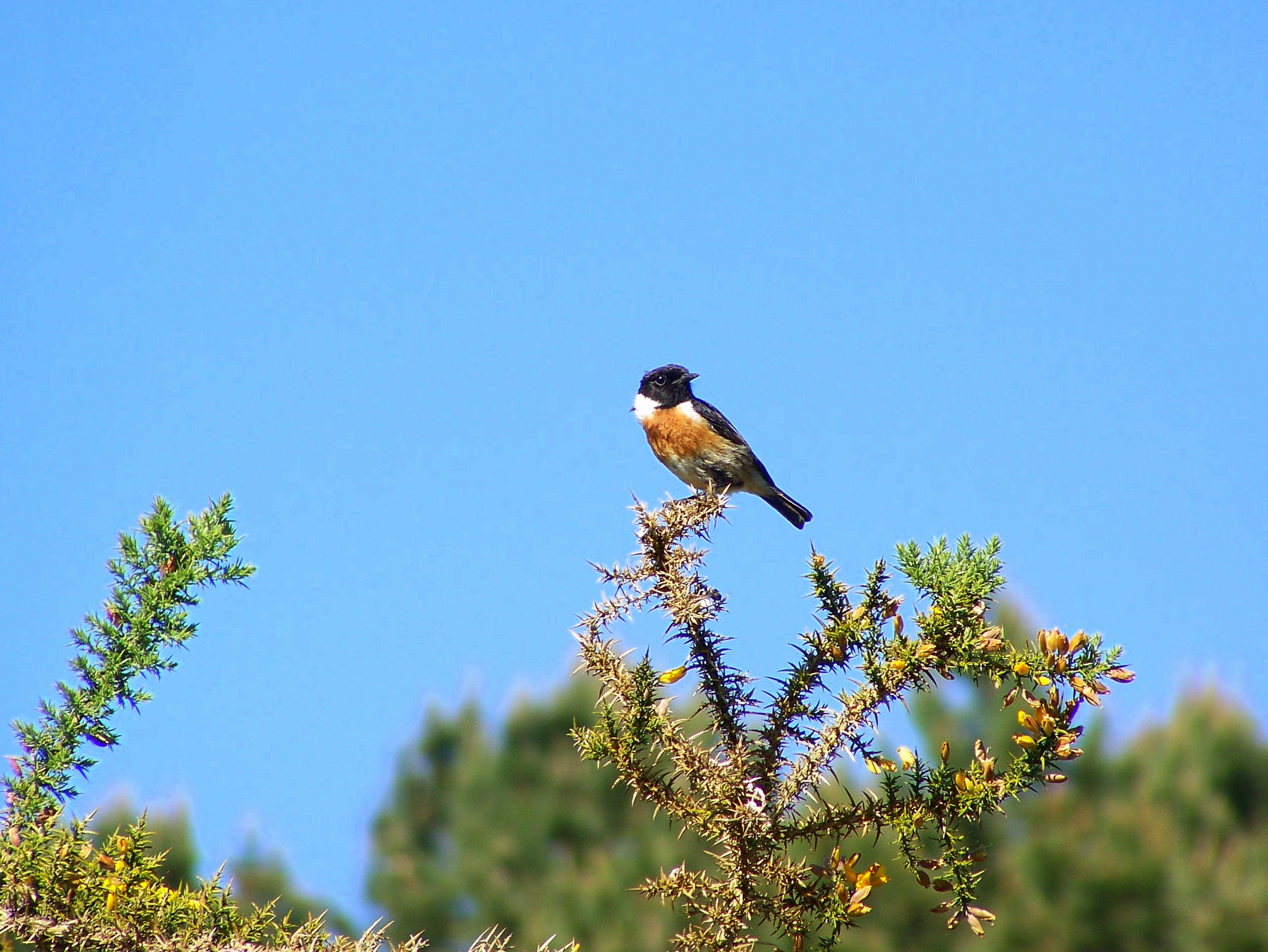 Chasco (Saxicola torquata).