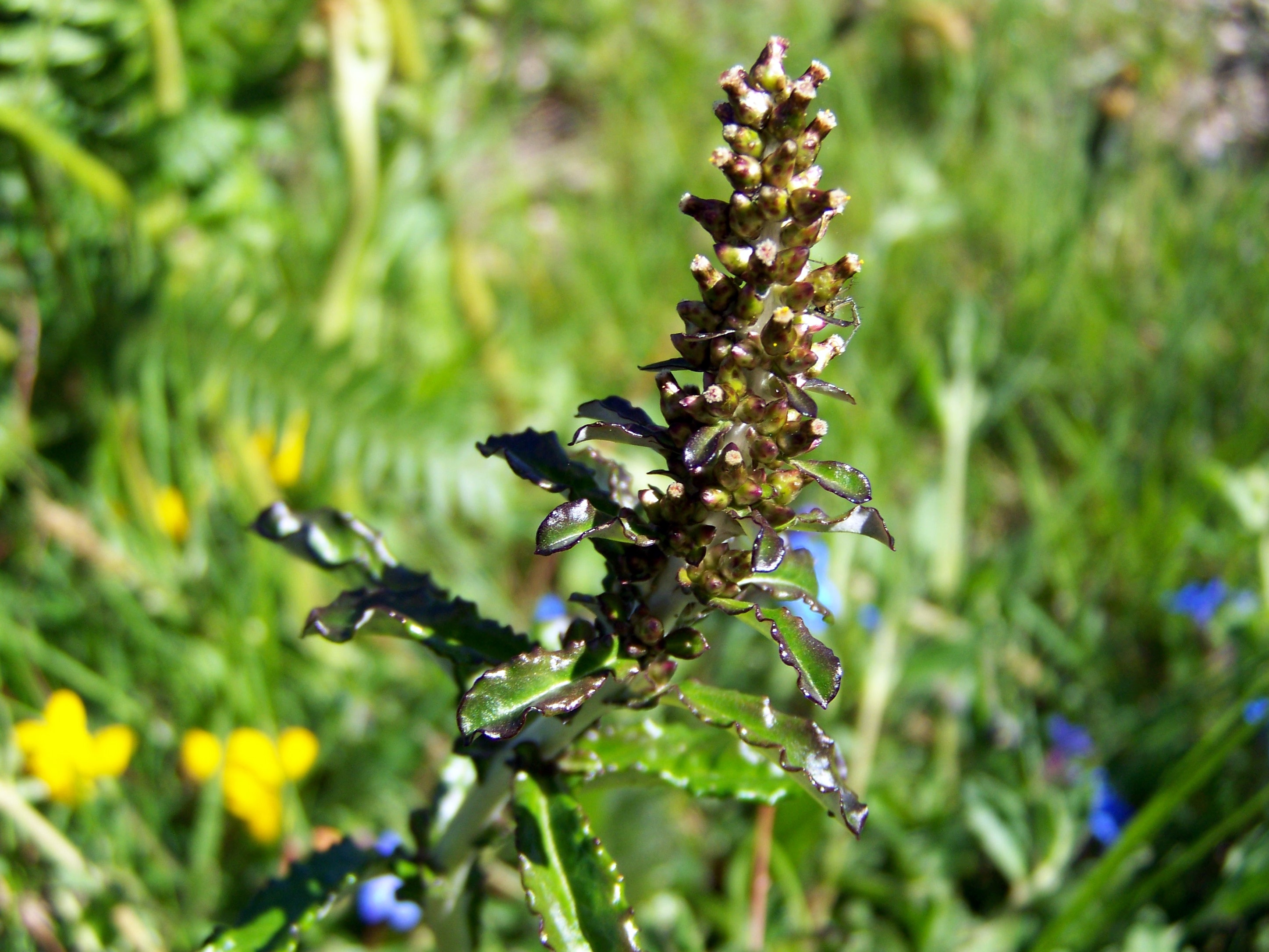 "Gamochaeta spicata", cabrera.