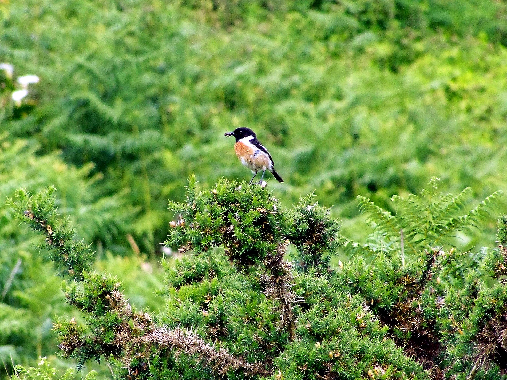 No Monte Pornedo, maio de 2013.