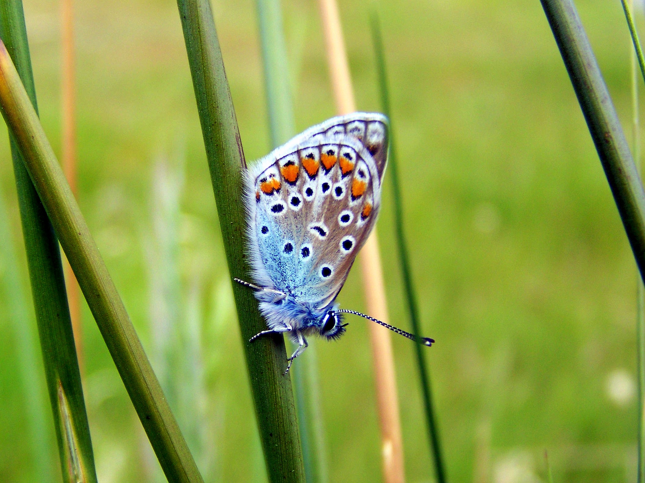 No Monte Pornedo, maio de 2013.