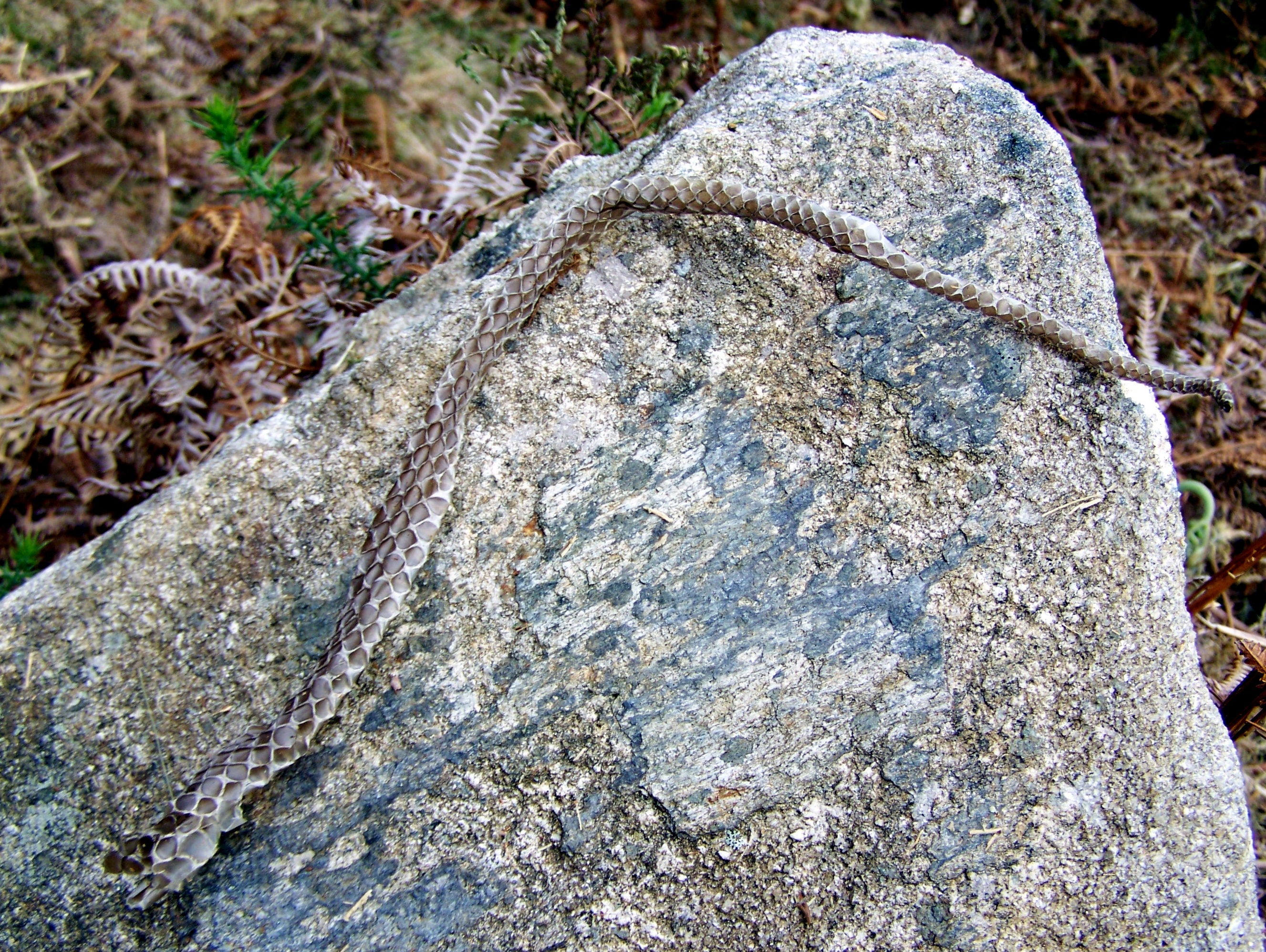 No Monte Pornedo, maio de 2013.