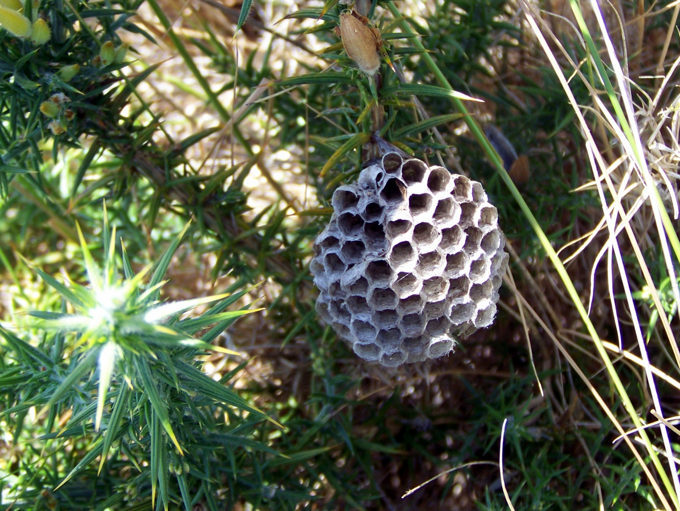 Niño de avespa nunha toxeira.