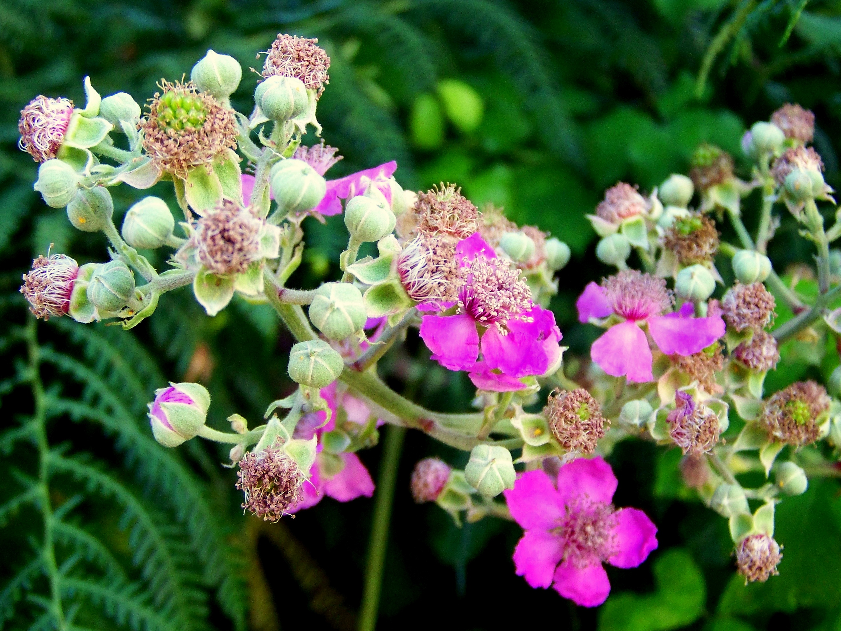 Silva, 'Rubus ulmifolius'.