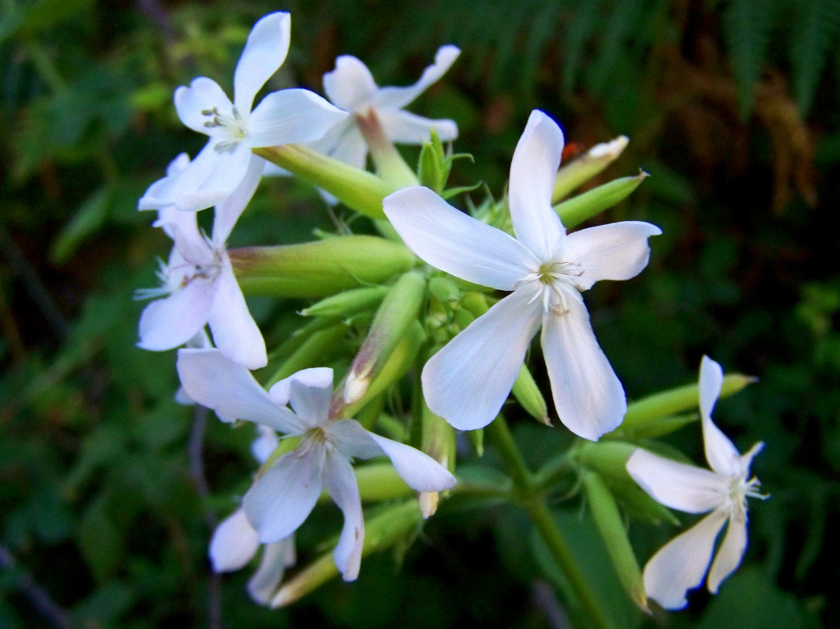 Herba concheira ou xabroneira (Saponaria officinalis).