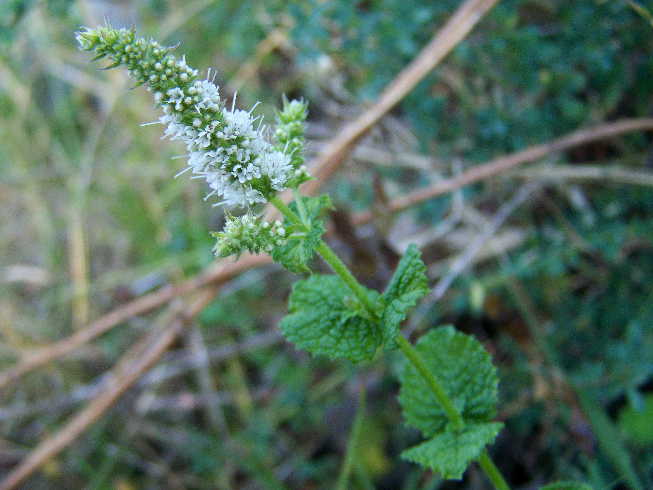 "Mentha suaveolens" ou mentraste.