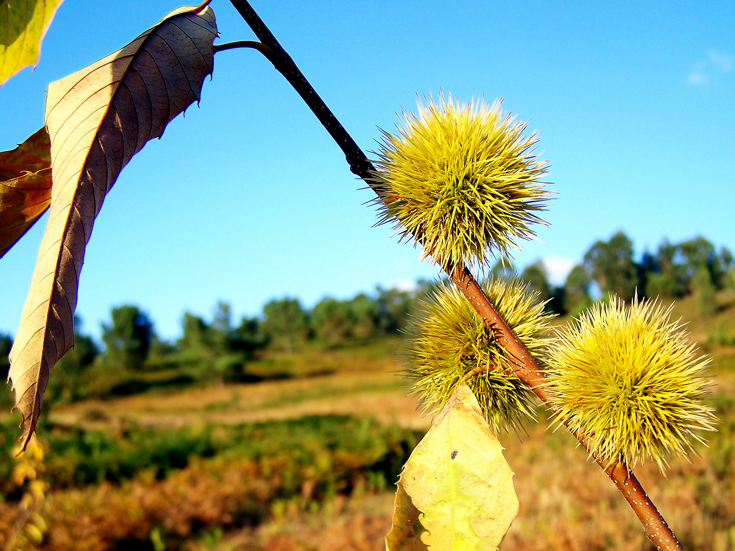 'Castanea sativa', castiñeiro.