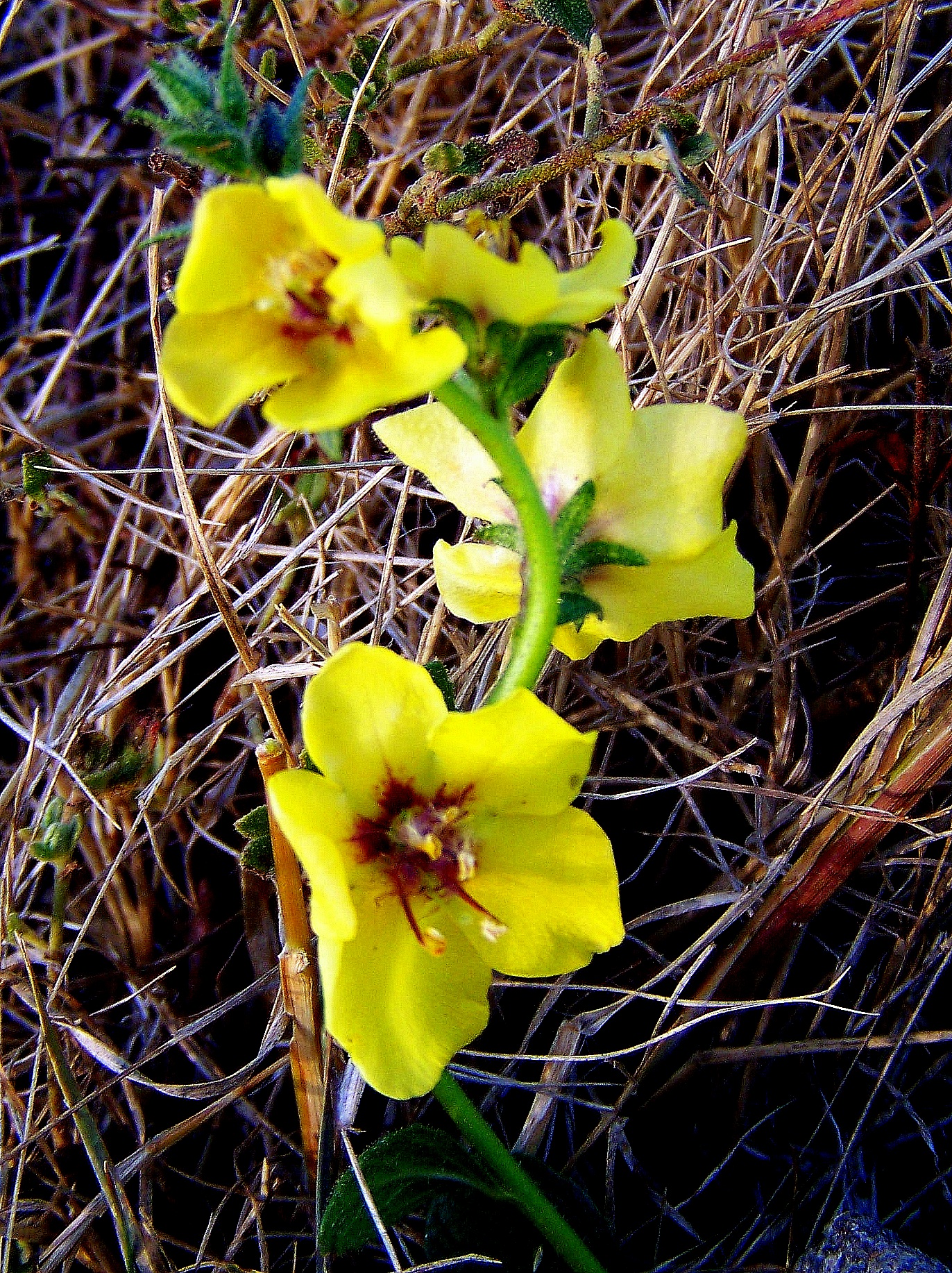 "Verbascum virgatum" ou chopo branco, seoane.