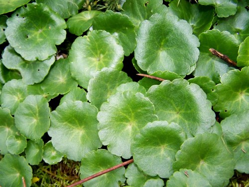 "Umbilicus rupestris", capelo, 'ombligo de Venus'.