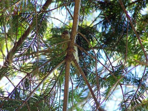Monte Pituco, maio de 2014.