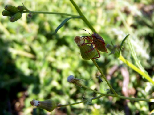 Monte Pituco, maio de 2014.