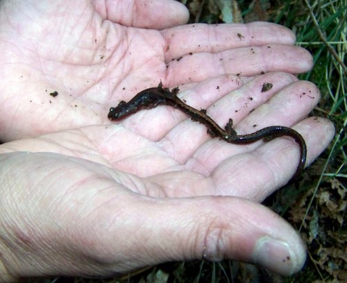 "Chioglossa lusitanica" ou saramaganta.