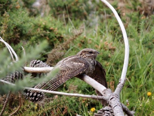 Avenoiteira cincenta (Caprimulgus europaeus) no Monte Pituco. Fotografía de Carlos Sobreira.