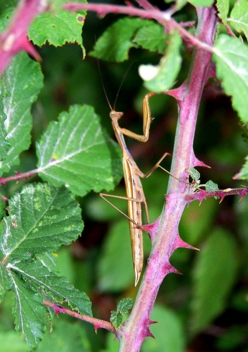 Mantis relixiosa localizada na pista forestal do Pornedo.