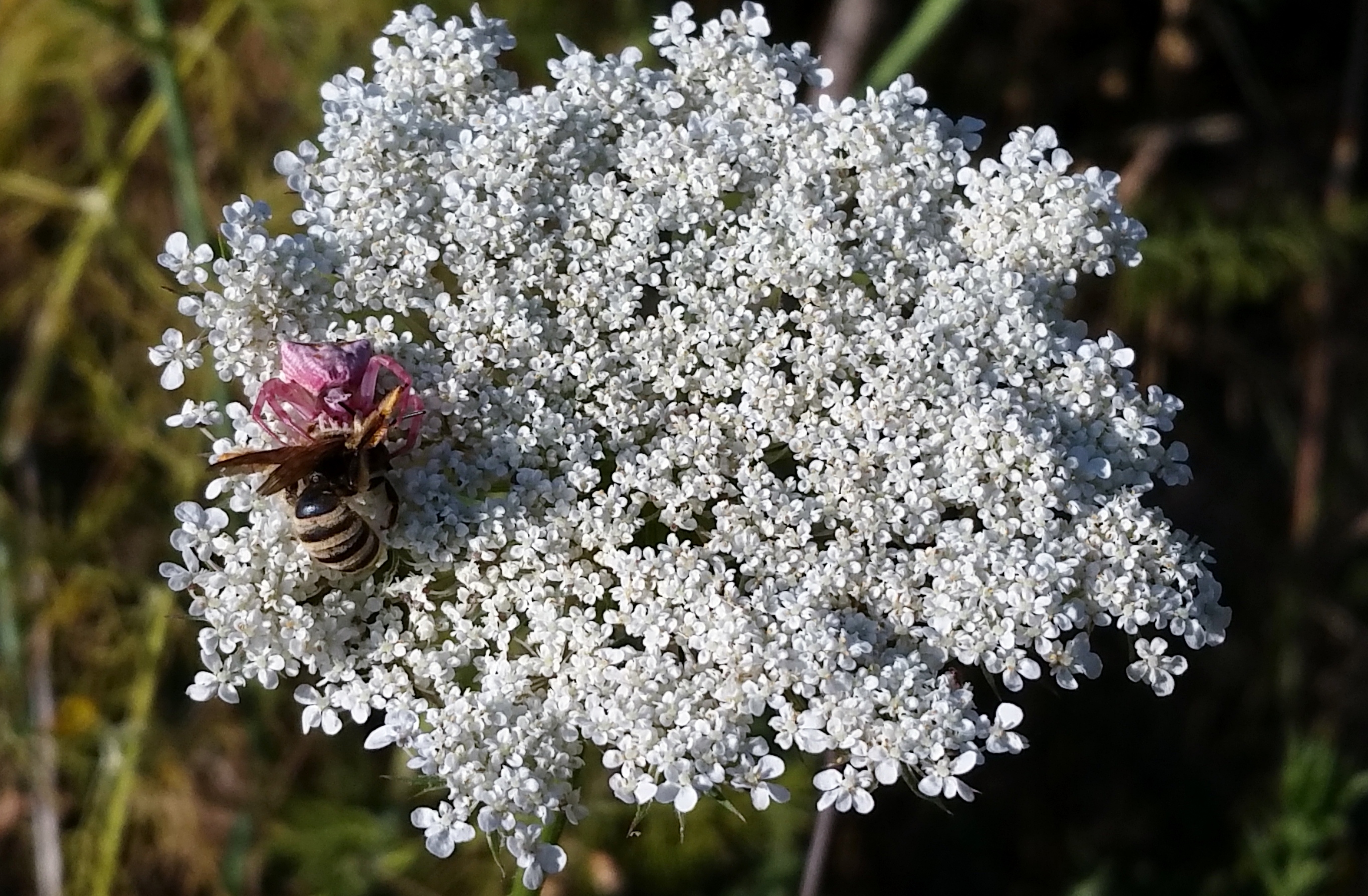 Araña cangrexo rosa