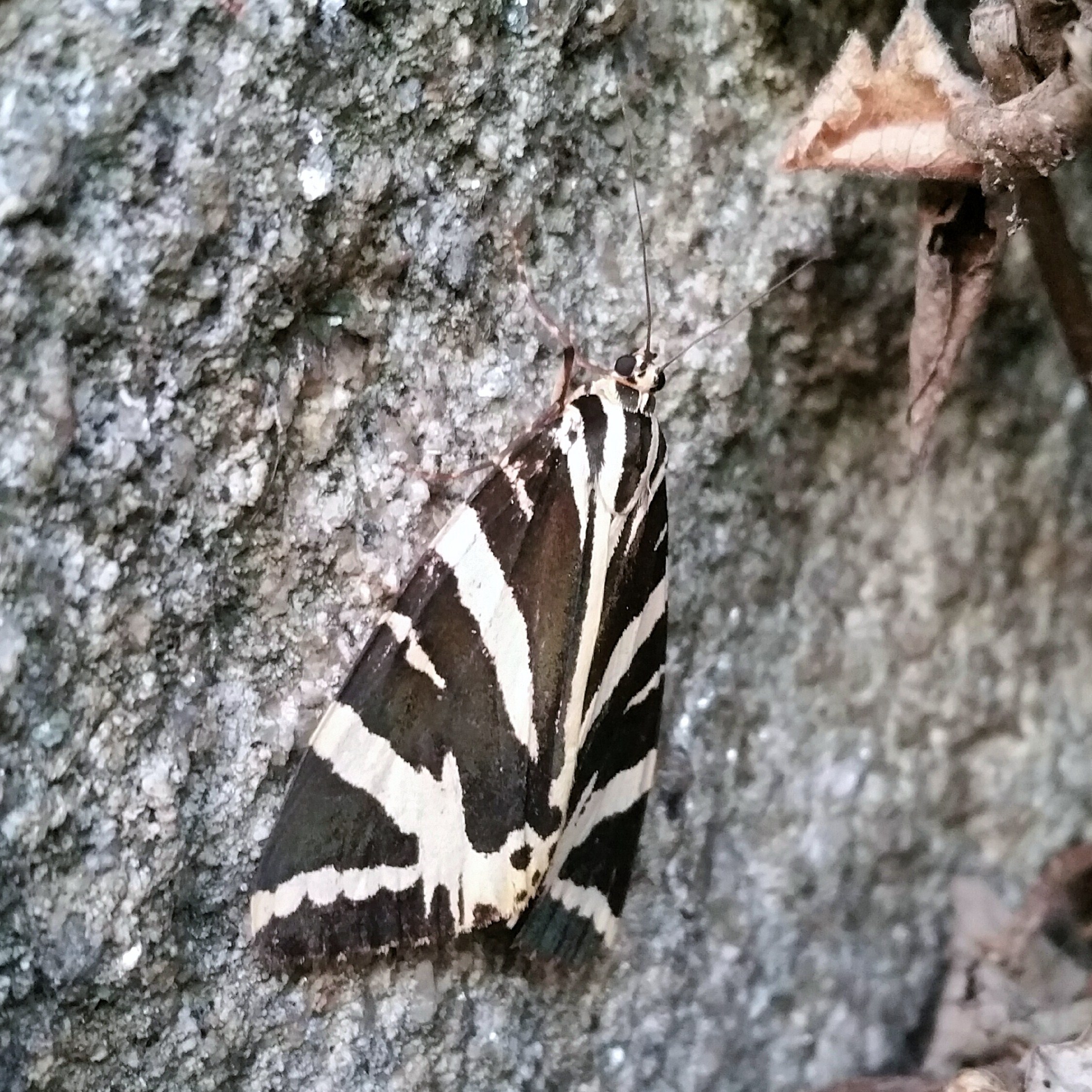 'Euplagia quadripunctaria'