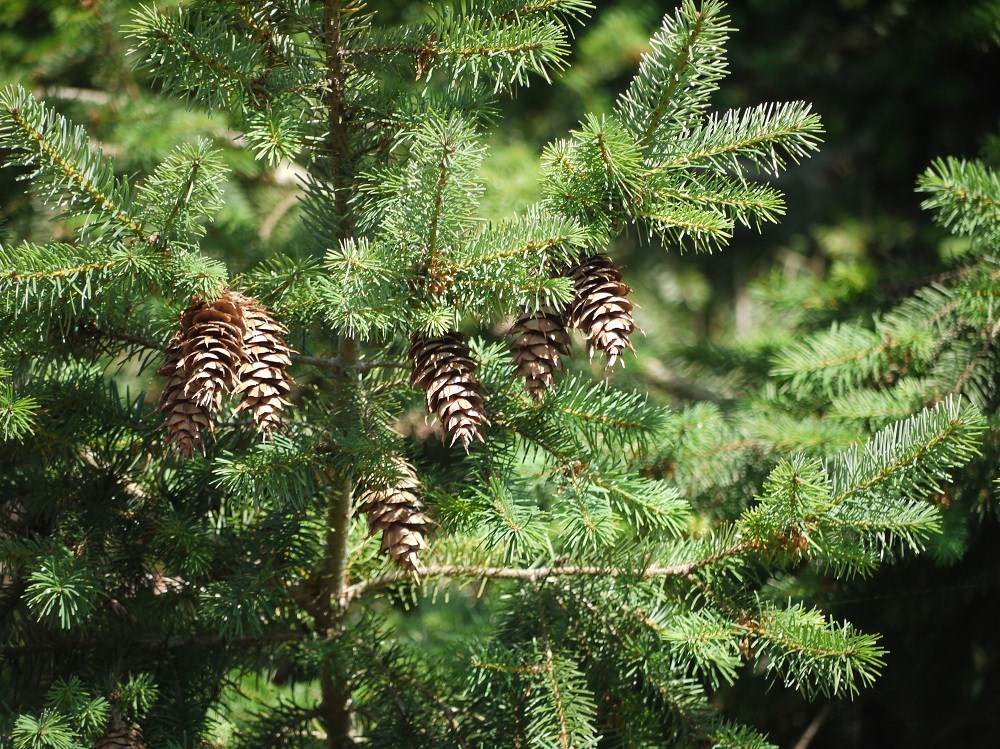 Abeto de Douglas (Pseudotsuga menziesii)