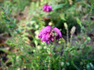 Erica cialis. Carrasco, carroucha, queiruga, quiroga, carpaza. Brezo.