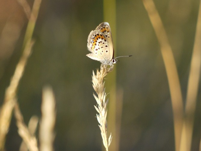 Cara inferior de ás de femia de niña (Plebejus argus)