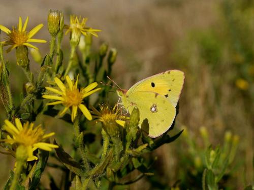 Colias crocea, coñecida como "Amarela". Foto de Cándido Martínez tomada entre Pena e Caeiro.