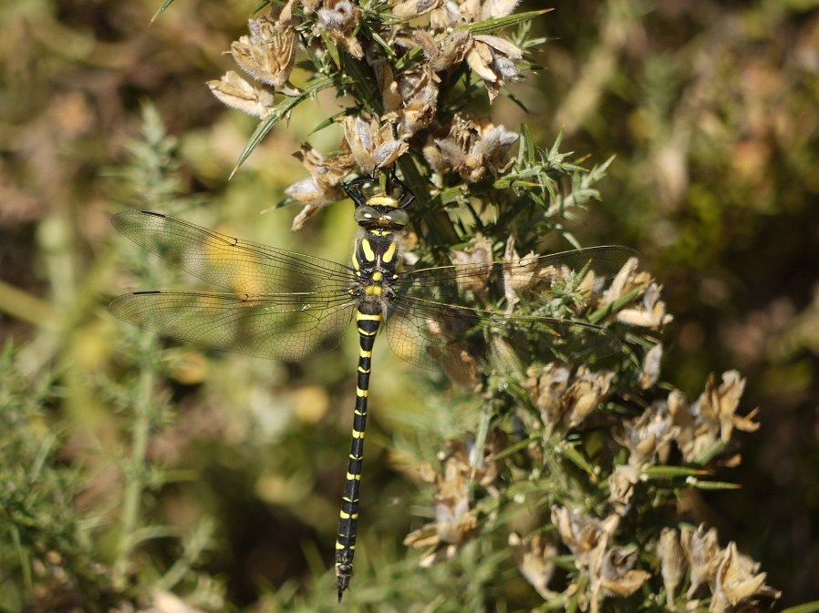 Cordulegaster boltonii