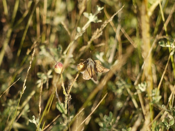 Dourada de liña longa (Thymelicus flavus) II