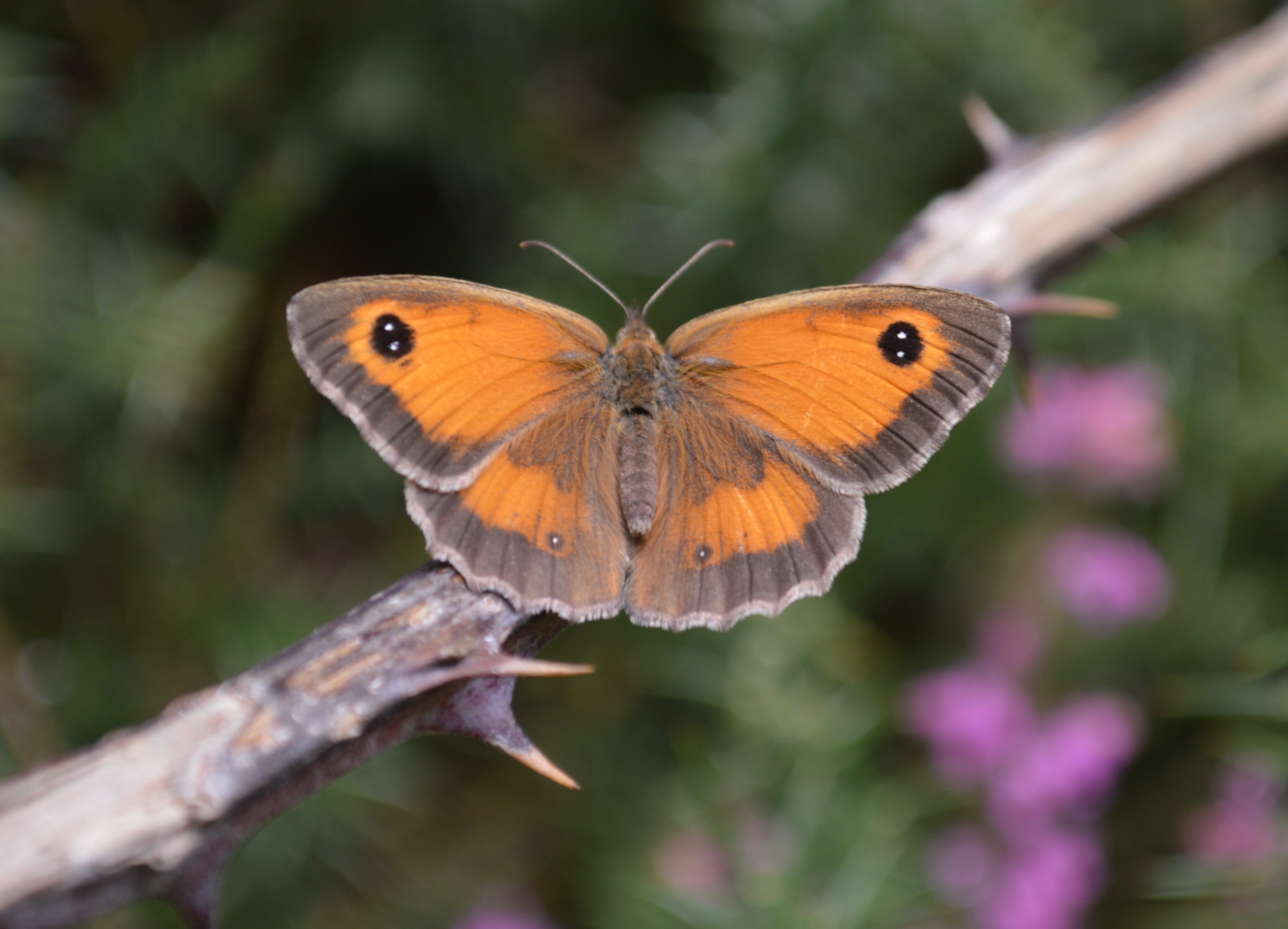 Femia de 'Pyronia tithonus'
