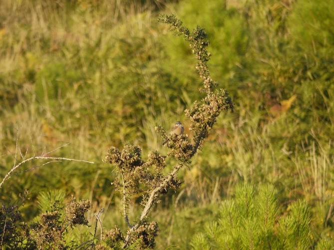 Escribenta riscada (Emberiza cia)