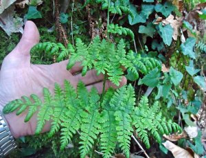 Un fento catalogado de "vulnerable": Dryopteris guanchica Gibby & Jermy.